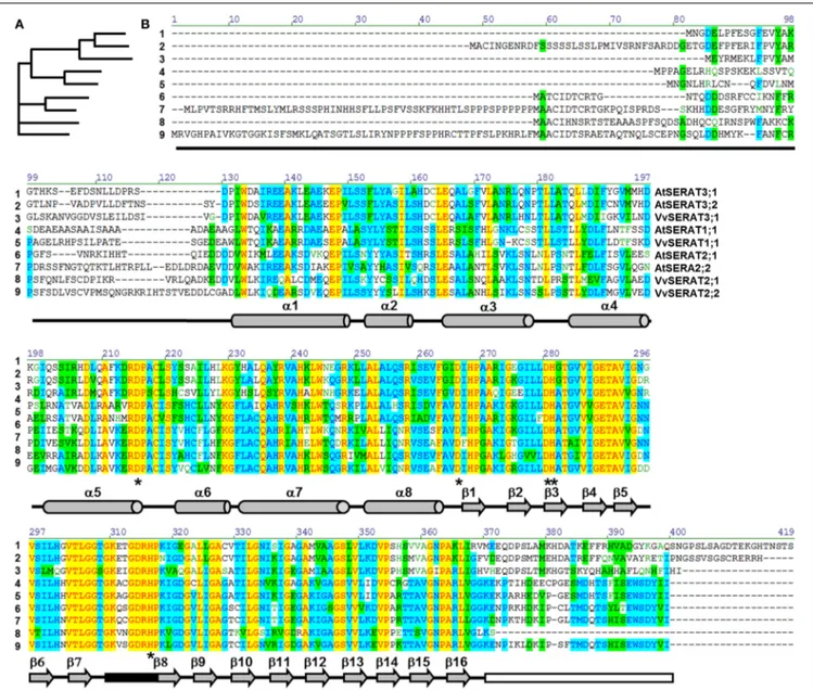 FIGURE 1 | Comparison of SERAT protein families in grapevine and Arabidopsis. Full length protein sequences of biochemically verified SERAT proteins from Arabidopsis and grapevine were compared with the AlignX tool of the Vector NTI Advance 9.1.0 software 