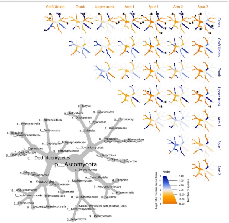 FIGURE 5 | Differential heat tree matrix depicting the change in taxa abundance between different tissue types, for ascomycetes, represented in the dataset (RA > 0.01%)