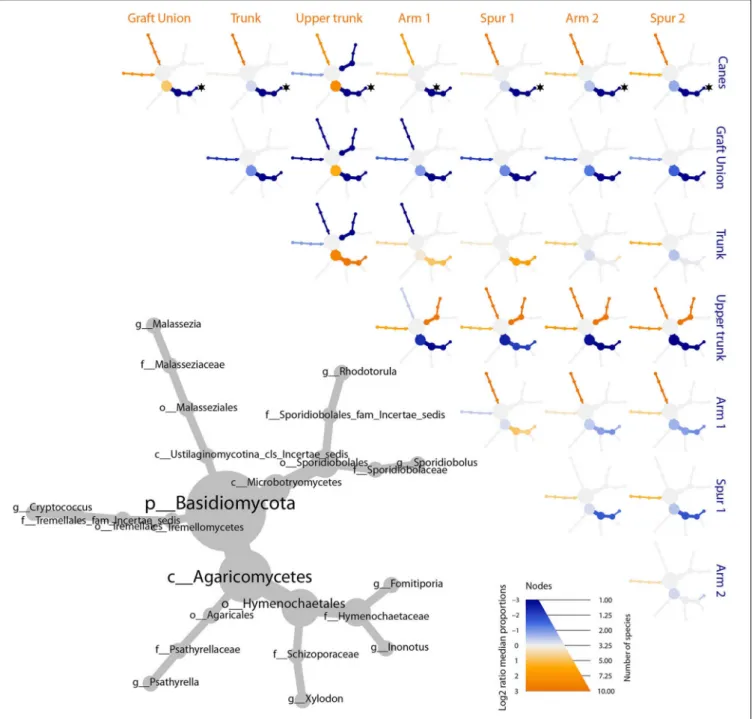 FIGURE 6 | Differential heat tree matrix depicting the change in taxa abundance between different tissue types, for basidiomycetes, represented in the dataset (RA > 0.01%)