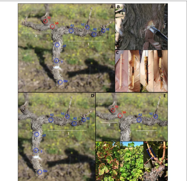 FIGURE 1 | Sampling points in perennial wood or canes of grapevine cv Cabernet sauvignon