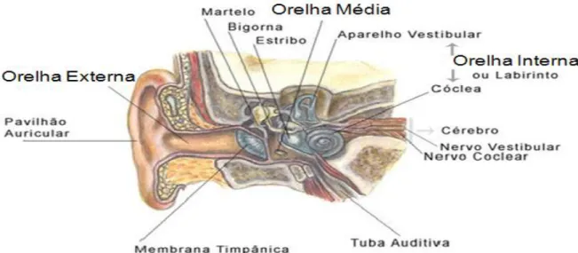 Figura 1 Sistema auditivo periférico 