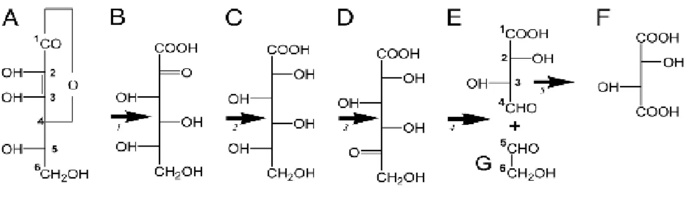 Figure 4.  Biosynthesis of L- tartaric acid with intermediate steps (DeBolt et al., 2006) 