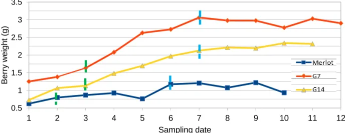 Figure 7. Evolution of berry weight from green to overripe stage, average value of berries obtained  with “Weighted arithmetic mean”