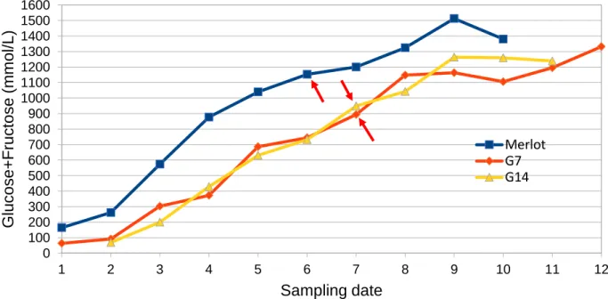Figure 8. Evolution of glucose + fructose concentration (mmol/L) from green to overripe berries, red  arrows indicate maximum berry volume for Merlot (SD6), G7 (SD7) and G14 (SD7) obtained from 