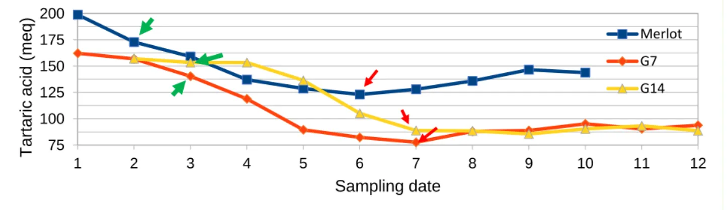 Figure 9. Evolution of tartaric acid concentration from green to over ripe berries, mean value for  each sampling date was obtained with “weighted arithmetic mean”