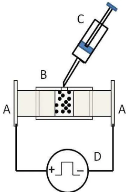 Fig. 1. Schematic representation of the electroporation experiment. (A) Steel electrodes, (B) Nylon support, (C) Syringe  containing the cell suspension, (D) Pulsed voltage source