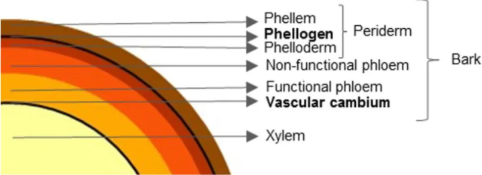 Figure 2. Cross section of a tree representing the wood (xylem), the functional and non-functional xylem and the  periderm and its constituents
