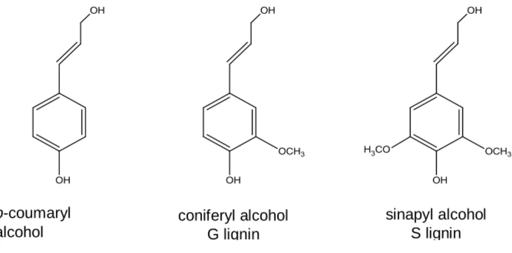 Figure 7. Basic monomers that make up lignin structure. 