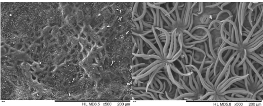 Figure 1. Scanning electron micrographs of the adaxial (left) and abaxial (right) surface of Quercus  suber leaves