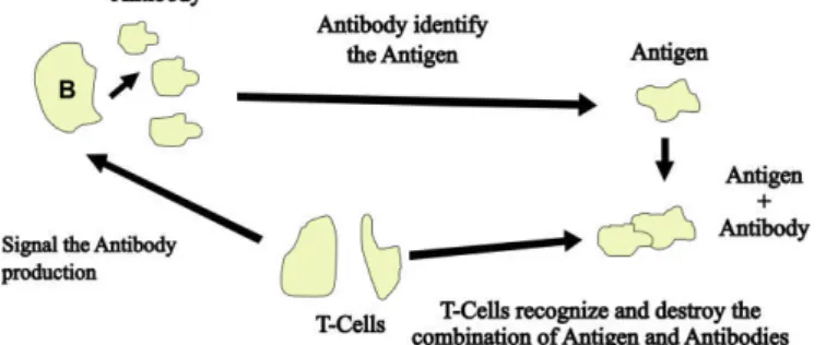 Fig. 1.  Simplified vertebrate immune system schematic [3],[13]. 