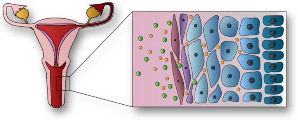 Figure  I.1:  Schematic  representation  of  nonkeratinized  stratified  squamous  vaginal  tissue,  also  representing local and systemic drug delivery 39 