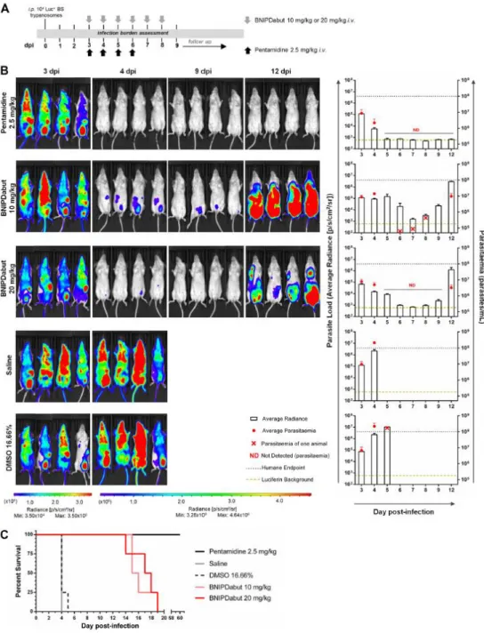 Figure  3.  BNIPDabut  in  vivo  efficacy  against  T.  brucei  brucei.  (A)  Schematic  of  the  experimental  design  for  evaluating  the  in  vivo  efficacy  of  BNIPDabut