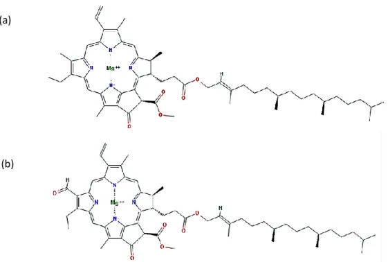 Figure 1- Chemical structure of chlorophyll a (a) and chlorophyll b (b).  Structures retrieved from  PubChem: Chlorophyll a (PubChem CID  12085802); Chlorophyll b (PubChem CID  6450186)