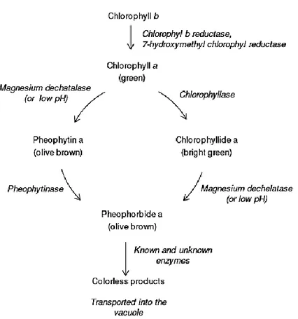 Figure 2 - Simplified scheme of chlorophyll breakdown pathways in planta (Løkke, 2012).