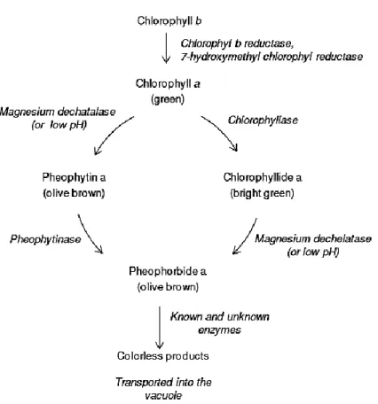 Figure 2 - Simplified scheme of chlorophyll breakdown pathways in planta (Løkke, 2012).