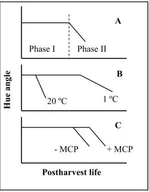 Figure 3 - Schematic representation of the effect of temperature and 1- MCP on color development in broccoli