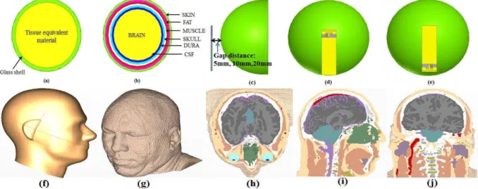 Fig. 11.  Human head model. (a) homogenous head model, (b) head model composed of seven layers ,(c) gap distance,           (d) antenna at the top position, (e) antenna at the bottom position.(f) SAM phantom head ,(g) 3D HUGO human head            