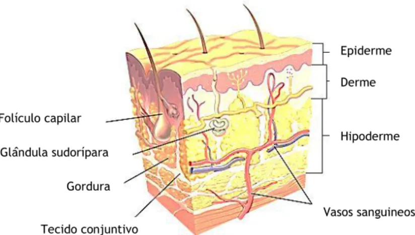 Figura  I:  Constituição  da  pele.  A  camada  mais  externa  é  a  epiderme,  depois  a  derme  e,  por  fim,  a  hipoderme