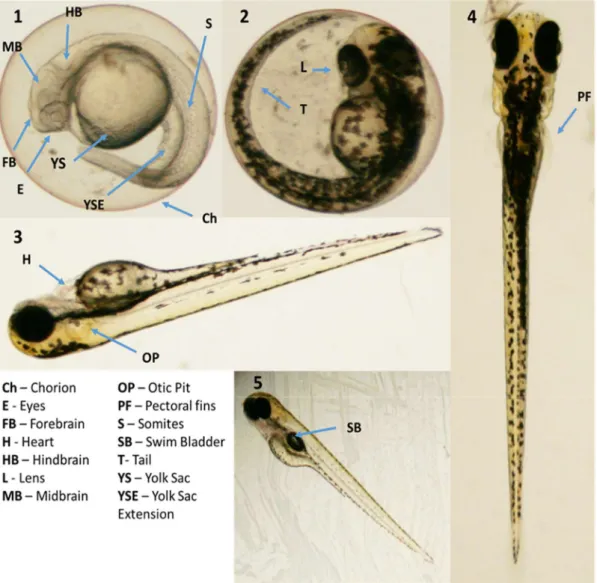 Figure 3 Development stages and main structural features of zebrafish. Zebrafish embryos at 24 hpf (1),  48 hpf (2), 72 hpf (3) and 96 hpf (4 and 5) (Kimmel, Ballard et al