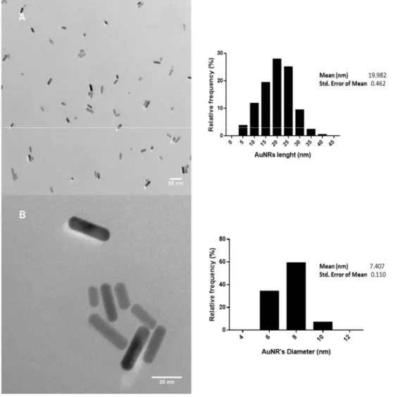 Figure  4  Representative  TEM  micrographs  of  the  CTAB-AuNRs  stock  suspension  with  magnification  of  30000x (A) and 200000x (B) and the corresponding histograms of size distribution