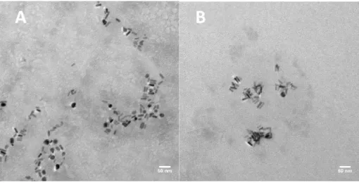 Figure  6  Representative  TEM  micrographs  of  the  CTAB-AuNRs  working  suspensions  dispersed  in  zebrafish water (ZW) at 104 µg/L (A) and 150 µg/L (B) with magnification of 60000x Scale bars: 50 nm (A  and B)