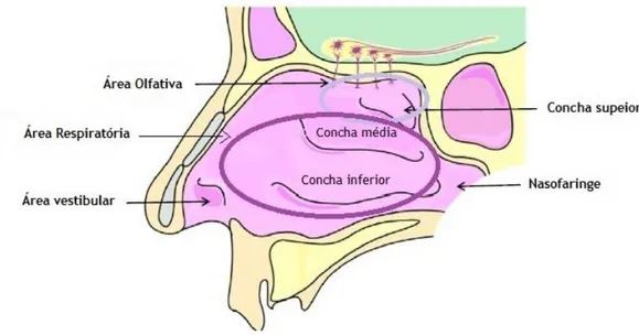 Figura 1 – Indicação esquemática das diferentes áreas da cavidade nasal.  São indicadas a área vestibular,  concha inferior e média que correspondem à área respiratória, a concha superior que diz respeito à área  olfativa e, por fim da nasofaringe