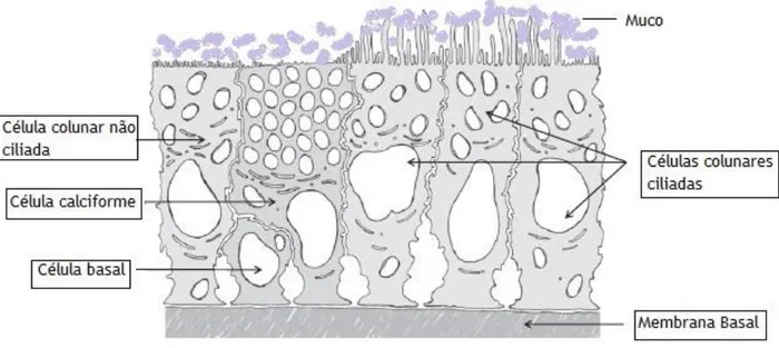 Figura 2 - Diferentes células do Epitélio nasal respiratório. O Epitélio nasal respiratório apresenta 4 tipos  de células: Células colunares ciliadas e não ciliadas, células calciformes (secretoras de muco) e células  basais, todas assentam na membrana bas