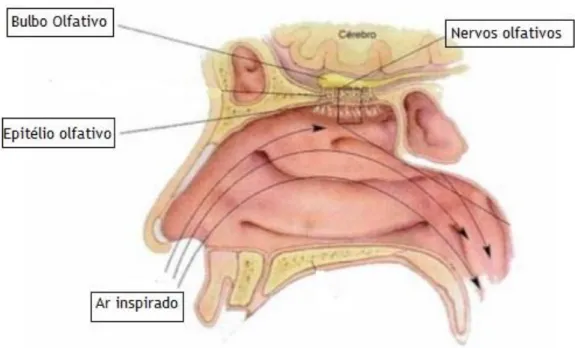 Figura  3  -  Cavidade  nasal  humana.  Representação  da  região  olfativa  e  seus  principais  constituintes  anatómicos: epitélio olfativo, nervos olfativos que penetram no bulbo olfativo; [Adaptado (18)]    