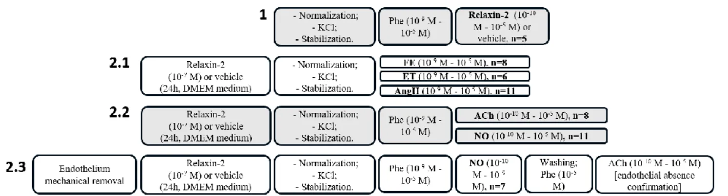 Figure 1  – Study design:  1  –  Influence of the acute treatment with relaxin on mammary artery’s  (MA’s)  vasoreactivity;  2  –  Influence  of  the  subacute  treatment  with  relaxin  on  MA’s  vasoreactivity,  2.1  vasoconstrictor  response,  2.2  –  v
