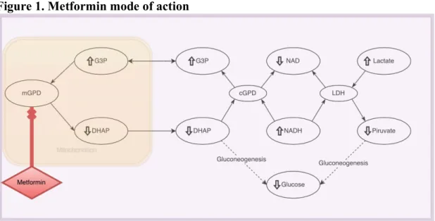 Figure 1. Metformin mode of action     
