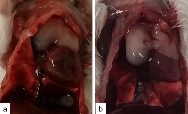 Figure 3. Representative image of heart of control mice (a) or mice treated with 1000 µ g/kg bw TTX  (b)