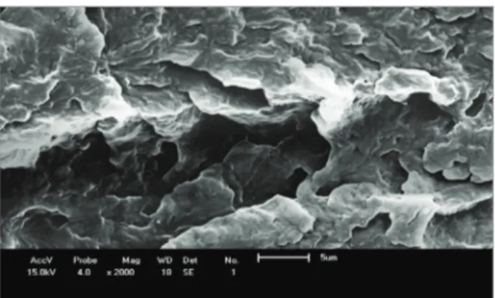 Figure 15. Scanning electron microscopy micrograph of  polyamide 6/SBR-R of the blend (80/20).