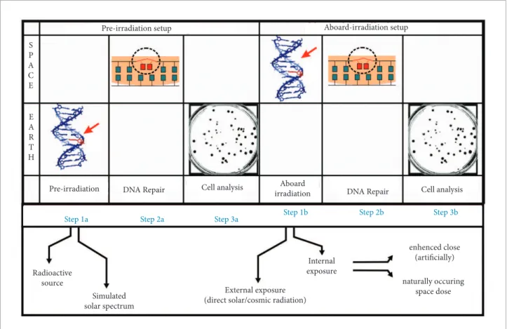 Figure 6. “Classical setup” for DNA repair experiments in microgravity (steps 1a-3a) and the  in situ  biological experiment  (steps 1b-3b) during the USA-Russian-Brazil centenary light mission in March-April 2006.