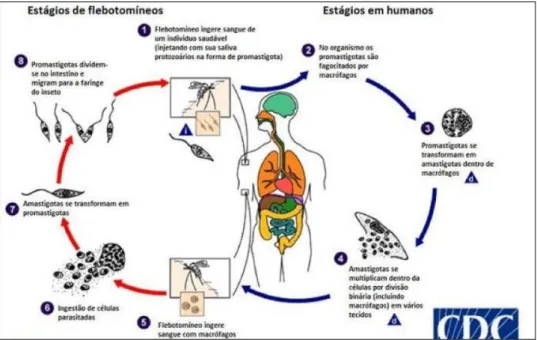 Figura 1. Ciclo biológico das Leishmanias. Fonte: Adaptado de cdc.gov. 