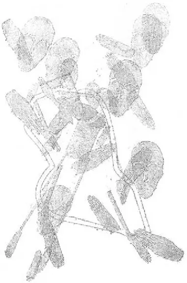 Figura 4 - Arranjo antropomorfo: simultâneo (Desenho – R. Gorgati)
