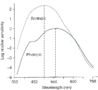 Figura 1.3: Gráfico da função do espectro de sensibilidade fotópico e escotópico. Adaptado de: (1)