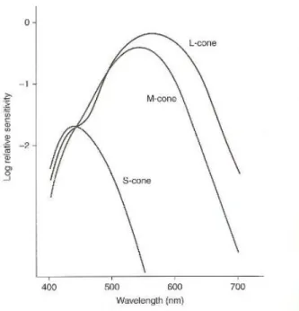 Figura 1.4: Gráfico da aproximação do espectro de absorção dos fotopigmentos dos cones –S, -M e –L