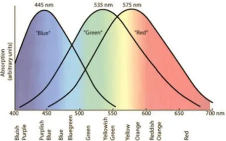 Figura 2.1: Gráfico do espectro da visão das cores. De: (12). 