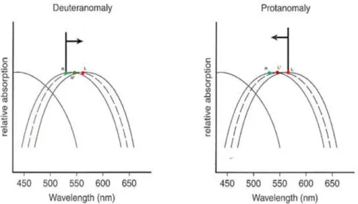 Figura  2.2:  Gráficos  simplificados  do  espectro  de  absorção  dos  tricromatas  anómalos  congénitos  (deuteranómalo e protanómalo)