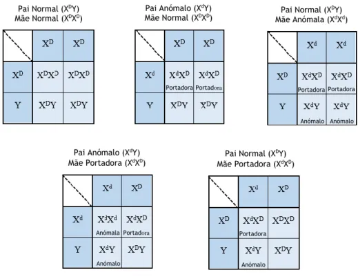 Figura 2.4: Exemplos de transmissão do emparelhamento dos cromossomas X – anomalias verde-vermelho  transmitidas dos progenitores para os descendentes