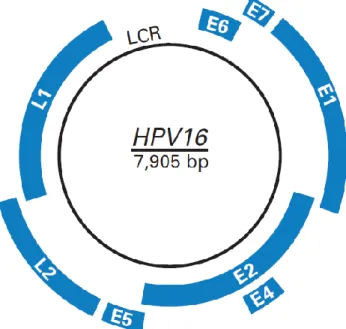 Figura 1- Representação esquemática do genoma do HPV 16. 23 
