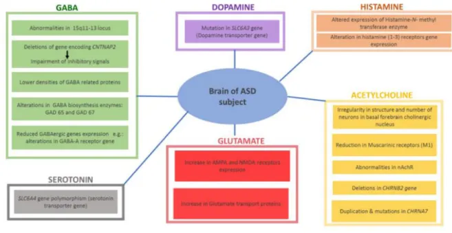 Figura 1. Associações reportadas entre diferentes neurotransmissores e cérebros de  indivíduos com TEA