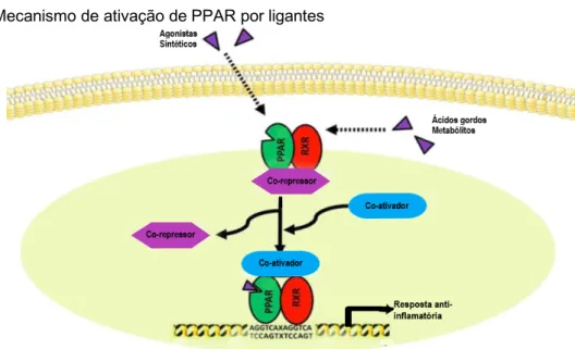 Figura 7: Mecanismo de ativação de PPAR por ligantes 