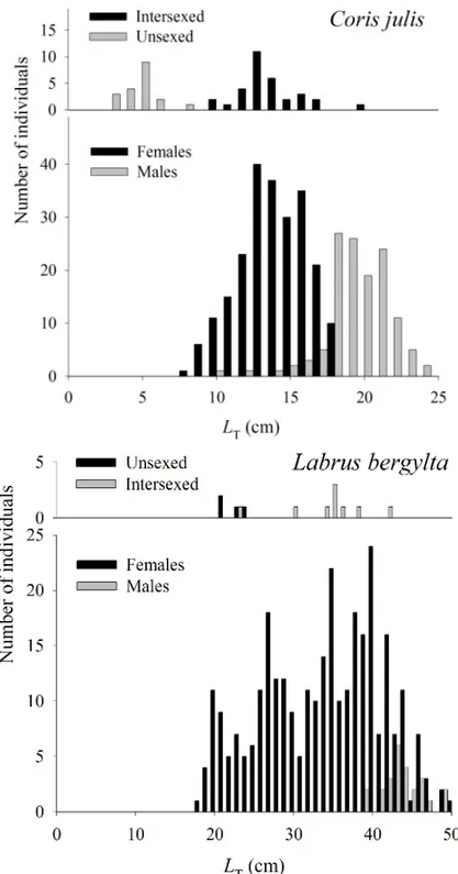 Fig. 2. Length frequency distribution of Coris julis (a) and Labrus bergylta (b) in the Azores,  for the period 1997-1999.
