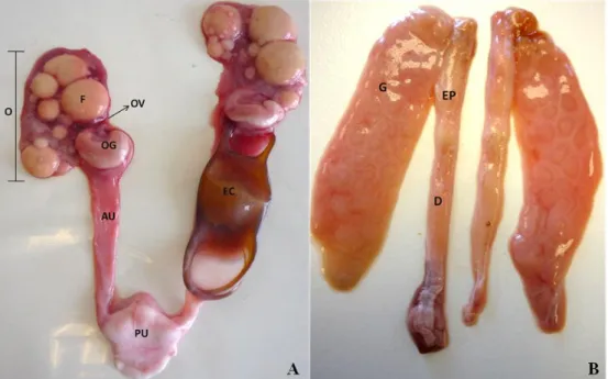 Figure 4: Reproductive system of Leucoraja naevus. (A) Female reproductive system: Ov – oviduct; OG  – oviducal gland; O – ovary; F – follicles; EC- egg capsule: AU – anterior uterus; AP – posterior uterus
