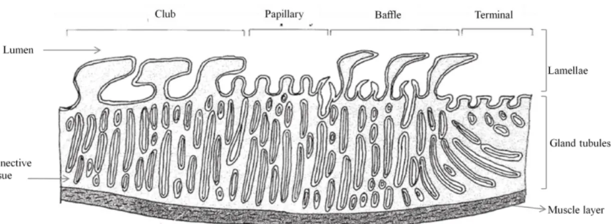 Figure  16:  Diagram  of  a  generic  oviducal  gland  showing  club,  papillary,  baffle  and  terminal  zones  (adapted from Hamlett et al