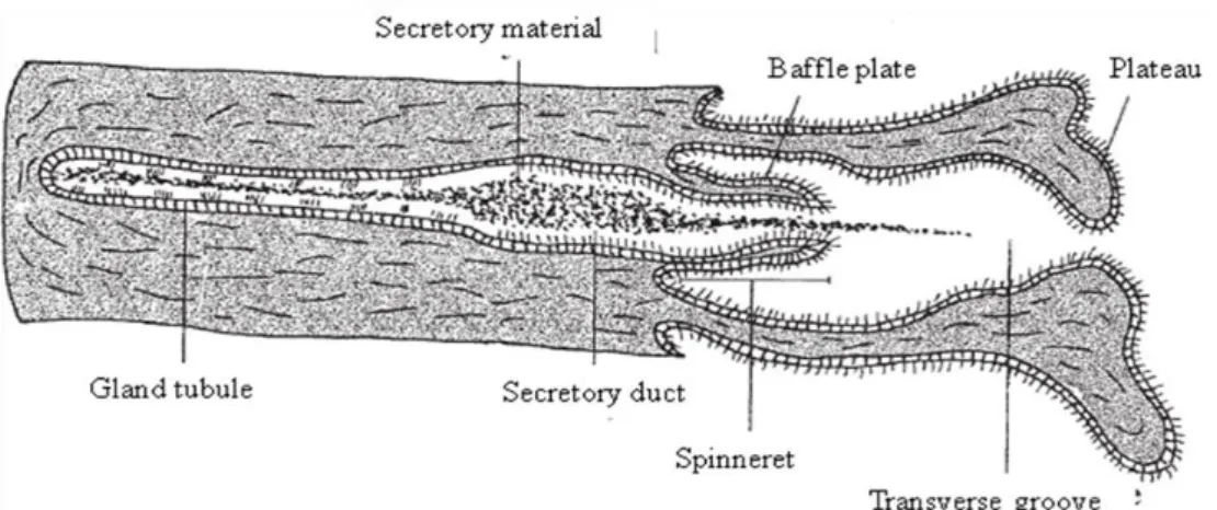 Figure 17: Diagram of a generic baffle unit showing a gland tubule, secretory duct, spinneret with baffle  plates, the plateau projections and transverse groove (adapted from Hamlett  et al