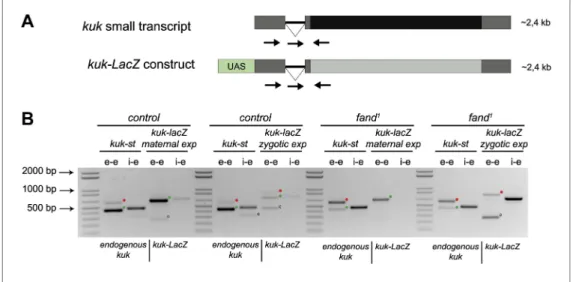 Figure 5. Ectopic maternal expression of an early zygotic transcript in the mutant background is sufficient to  suppress its splicing defects
