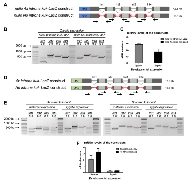 Figure 6. A small early zygotic transcript containing four introns is poorly spliced in wild-type embryos