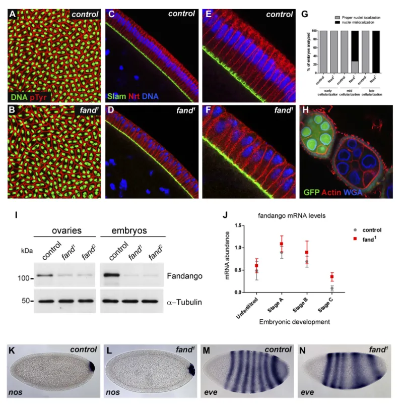 Figure 1. Drosophila Fandango/Xab2 is required for blastoderm cellularization. (A and B) Panels show embryos with normal syncytial blastoderm nuclear  divisions in control embryos (hs-FLP; FRT42B) (A) and fand 1  germ-line clone embryos (hs-FLP; FRT42B fan